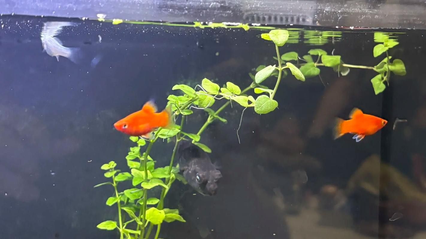 斑馬狗頭可以和恐龍魚混養嗎圖片視頻