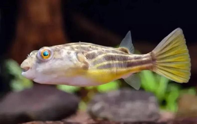 斑馬狗頭可以和恐龍魚混養嗎圖片視頻