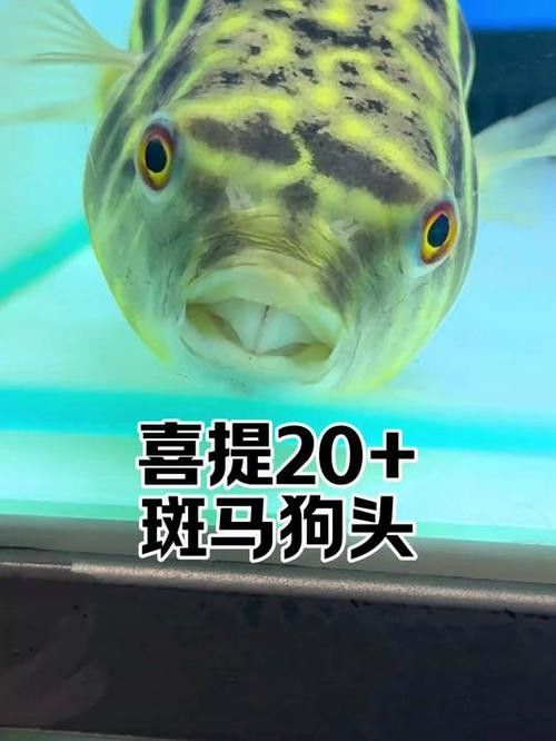 斑馬狗頭可以和恐龍魚混養嗎圖片視頻