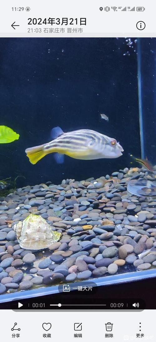 斑馬狗頭可以和恐龍魚混養嗎圖片視頻