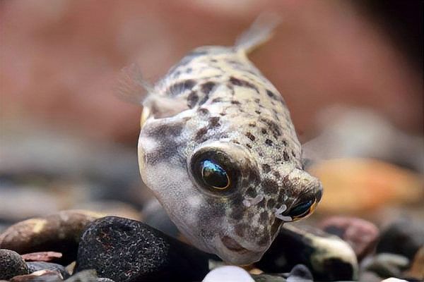 斑馬狗頭可以和恐龍魚混養嗎圖片視頻