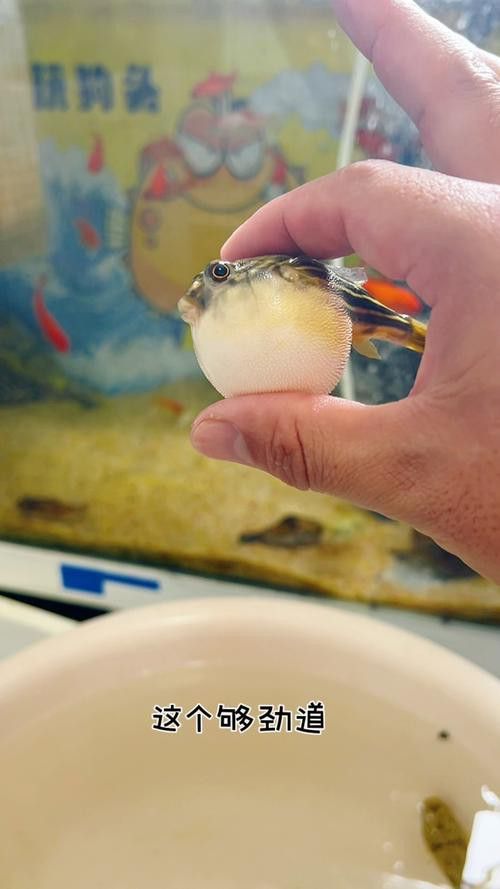 斑馬狗頭可以和恐龍魚混養嗎圖片視頻