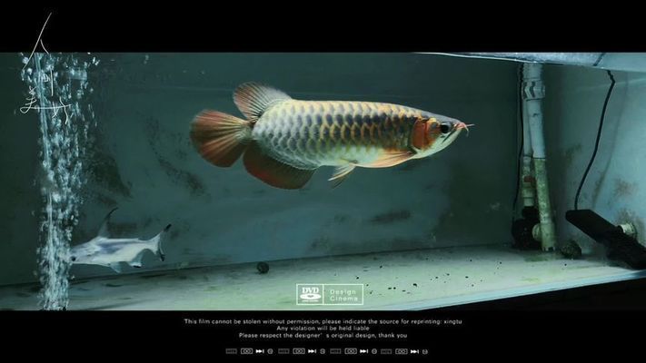 怎么樣讓龍魚狀態變好視頻：如何提高龍魚的生活品質 怎么樣讓龍魚狀態變好視頻：如何提高龍魚的生活品質 龍魚百科 第1張