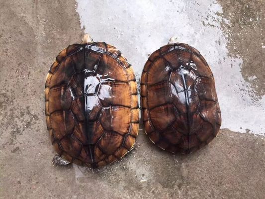 龍魚的藥用價值和功效 龍魚的藥用價值和功效 龍魚百科 第5張
