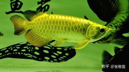 高背金龍魚一年能長多大（高背金龍魚一年能長多大取決于飼養條件和魚缸大小）