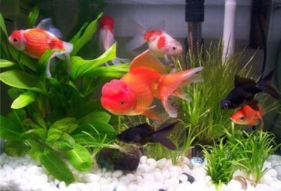 屬龍人可以養魚嗎為什么：屬龍人可以養魚的幾個原因