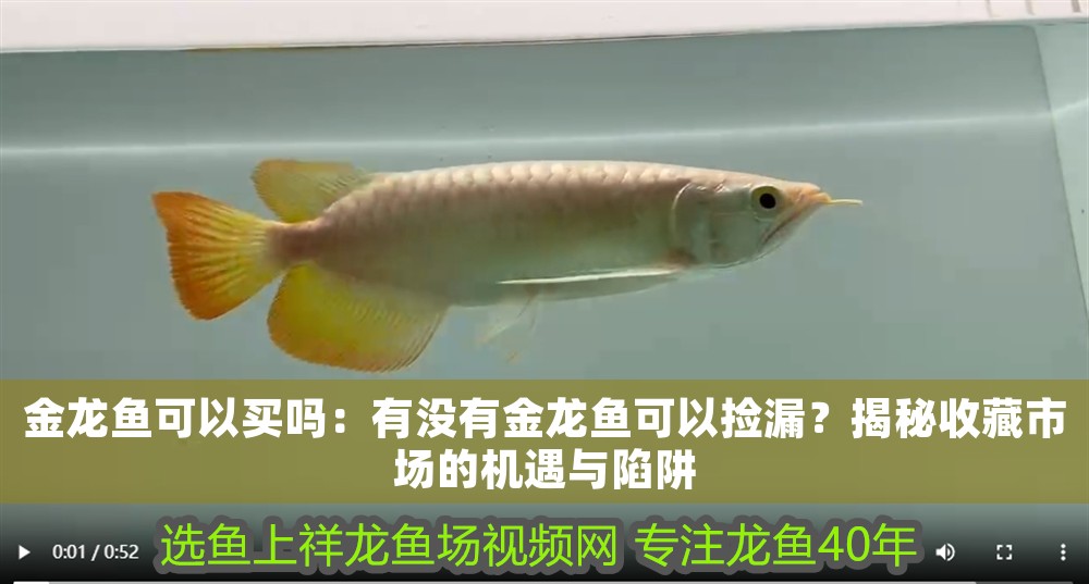 金龍魚可以買嗎：有沒有金龍魚可以撿漏？揭秘收藏市場的機遇與陷阱