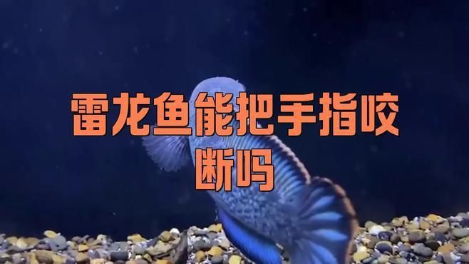 雷龍魚能把手指咬斷嗎