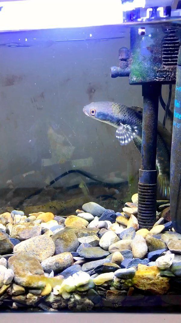 雷龍魚能把手指咬斷嗎