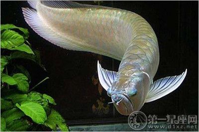 家庭養銀龍魚好嗎【家庭養殖銀龍魚的注意事項】