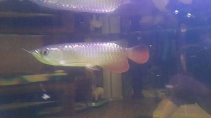 高背金龍魚用什么燈養最好：高背金龍魚用什么燈養 高背金龍魚用什么燈養最好：高背金龍魚用什么燈養 龍魚百科 第3張