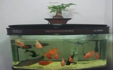 魚缸里的龍魚能活多久（龍魚的壽命在多長時間能活多久龍魚的壽命在多少年）