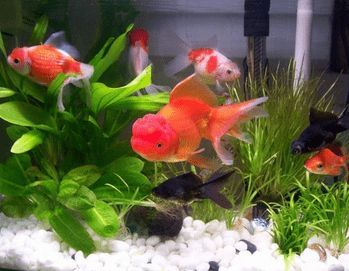 魚缸里的龍魚能活多久（龍魚的壽命在多長時間能活多久龍魚的壽命在多少年）