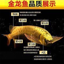 金龍魚一條多少錢圖片及價格 金龍魚一條多少錢圖片及價格 龍魚百科 第12張