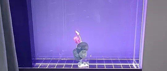 歐伯龍魚缸是品牌嗎