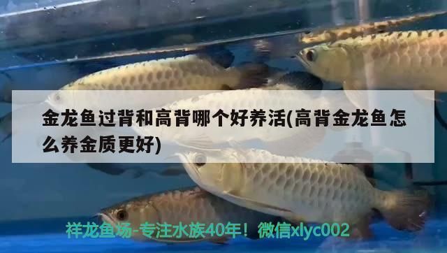 過背金龍魚好還是高背金龍魚好呢怎么養（過背金龍魚和高背金龍魚在外觀上有一些明顯的區別）