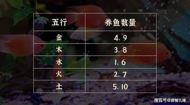 魚(yú)缸養(yǎng)魚(yú)為啥養(yǎng)單不養(yǎng)雙（風(fēng)水學(xué)中養(yǎng)魚(yú)的最佳數(shù)量）