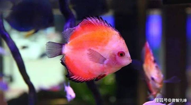 魚(yú)缸養(yǎng)魚(yú)為啥養(yǎng)單不養(yǎng)雙（風(fēng)水學(xué)中養(yǎng)魚(yú)的最佳數(shù)量）