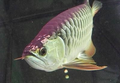 金龍魚眼睛有白霧怎么辦：金龍魚眼睛出現(xiàn)白霧怎么辦