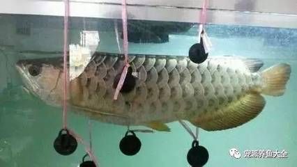 為什么都喜歡養龍魚：為什么大家都喜歡養龍魚？ 為什么都喜歡養龍魚：為什么大家都喜歡養龍魚？ 龍魚百科 第1張