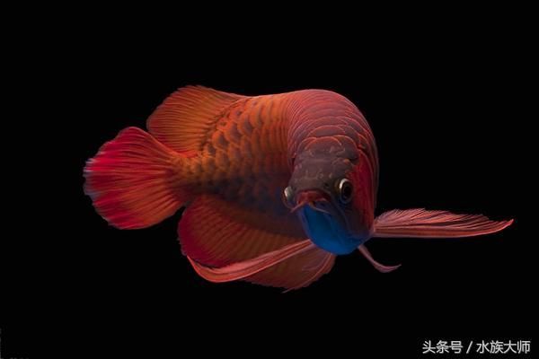 龍魚缸水ph值多少正常（龍魚缸ph值在6.5至7.5之間被認為是正常的） 龍魚缸水ph值多少正常（龍魚缸ph值在6.5至7.5之間被認為是正常的） 龍魚百科 第4張