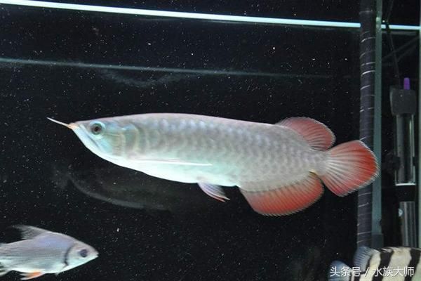 龍魚缸水ph值多少正常（龍魚缸ph值在6.5至7.5之間被認為是正常的） 龍魚缸水ph值多少正常（龍魚缸ph值在6.5至7.5之間被認為是正常的） 龍魚百科 第5張