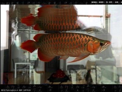 龍魚缸怎么搭配魚：龍魚缸搭配建議