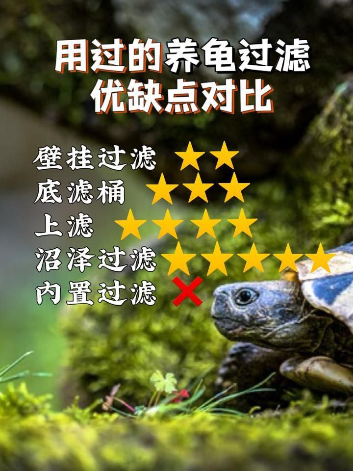 哪種材質的龍龜最適合魚缸？