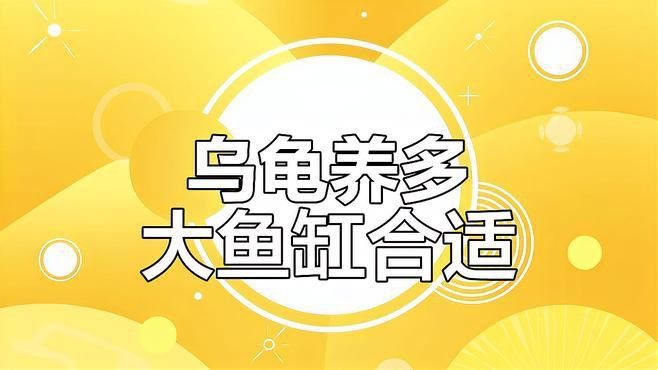 哪種材質的龍龜最適合魚缸？
