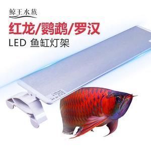 如何監測龍魚水質變化：如何監測龍魚水質的變化 如何監測龍魚水質變化：如何監測龍魚水質的變化 龍魚百科 第2張