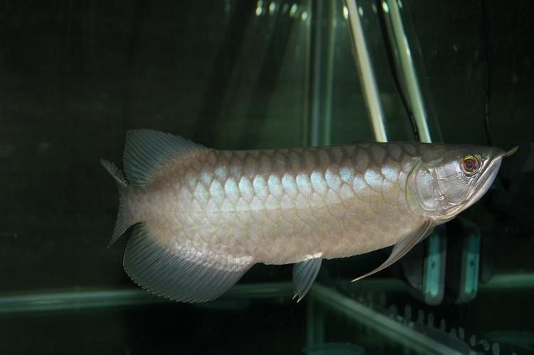 青龍魚的圖片大全