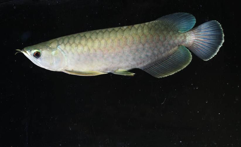 青龍魚的圖片大全