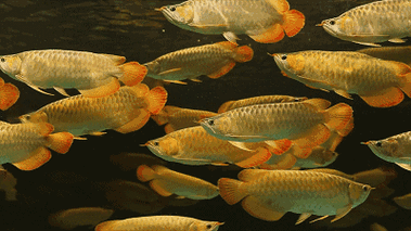 哪里可以找到高清龍魚壁紙？ 哪里可以找到高清龍魚壁紙？ 龍魚百科 第11張