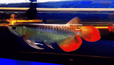 哪里可以找到高清龍魚壁紙？ 哪里可以找到高清龍魚壁紙？ 龍魚百科 第6張