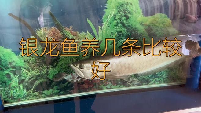 銀龍魚養(yǎng)幾條好？養(yǎng)龍有什么講究？