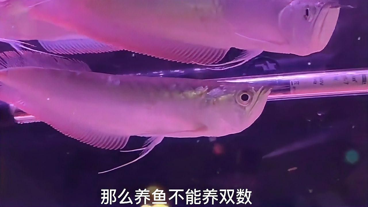 銀龍魚養(yǎng)幾條好？養(yǎng)龍有什么講究？