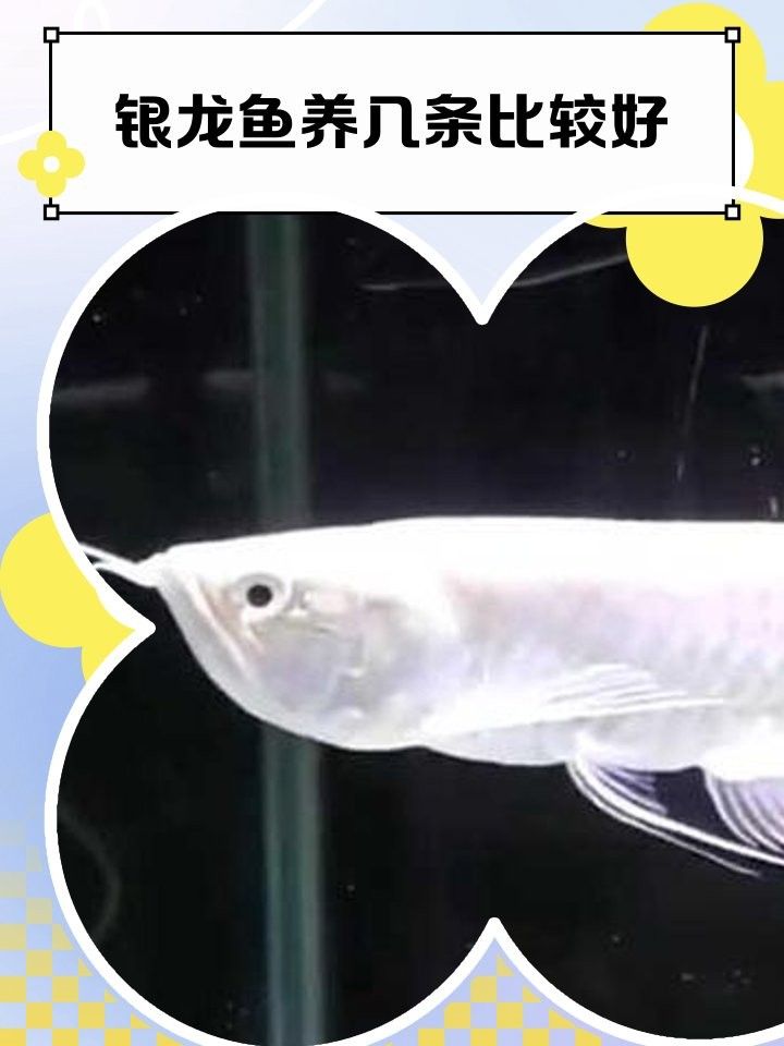 銀龍魚養(yǎng)幾條好？養(yǎng)龍有什么講究？