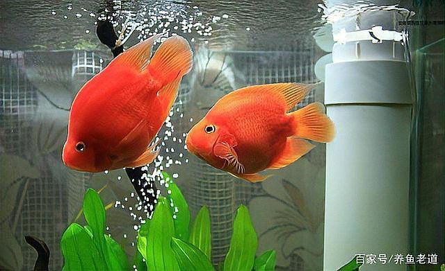 金龍魚躲在一個角落里不愛游動,進食不影響 金龍魚躲在一個角落里不愛游動,進食不影響 龍魚百科 第3張