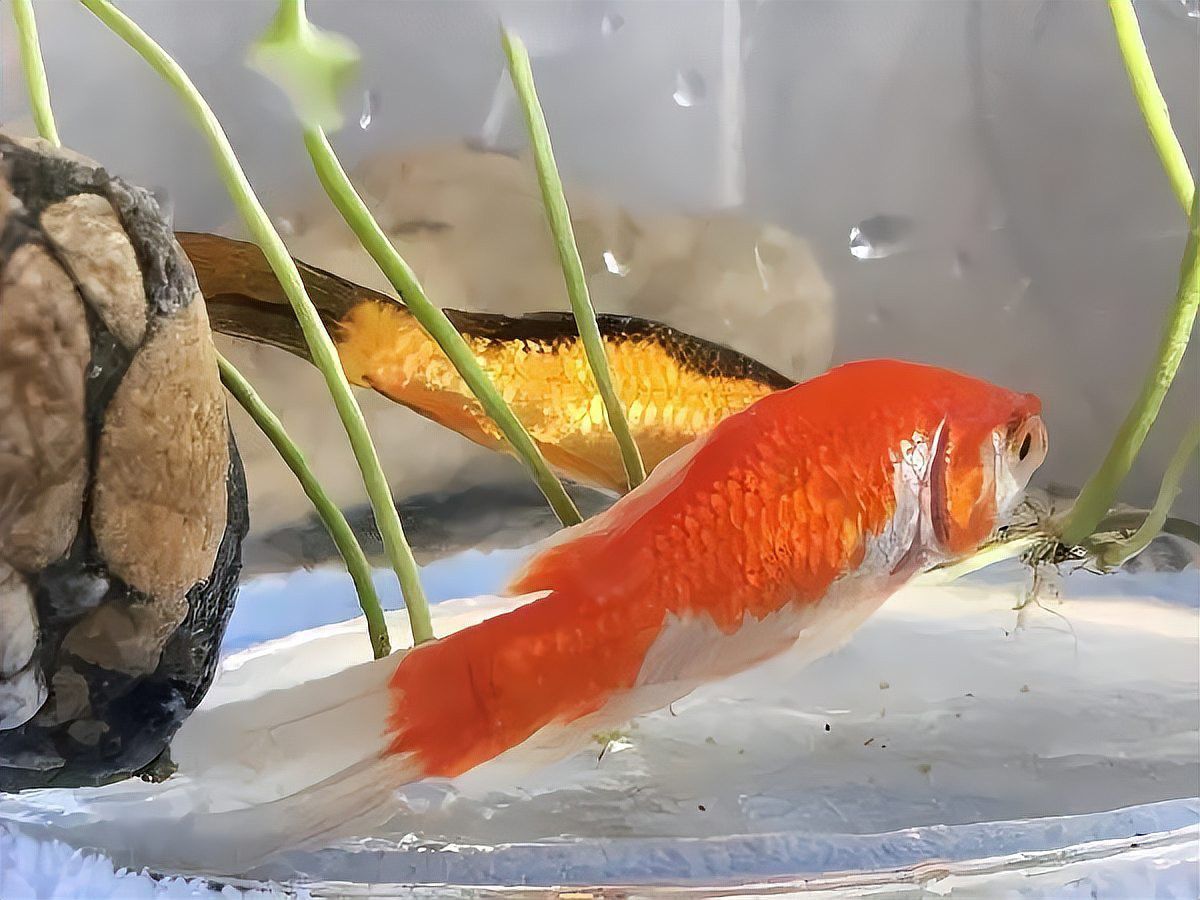 金龍魚躲在一個角落里不愛游動,進食不影響 金龍魚躲在一個角落里不愛游動,進食不影響 龍魚百科 第8張