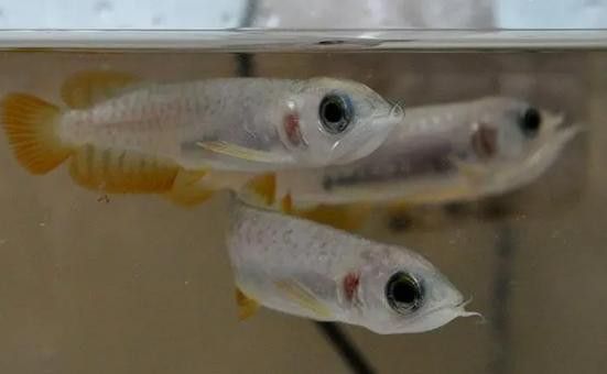 如何挑選健康的金龍魚幼魚？ 如何挑選健康的金龍魚幼魚？ 龍魚百科 第1張