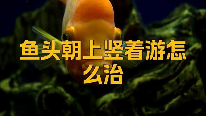 龍魚豎起來應該如何急救？