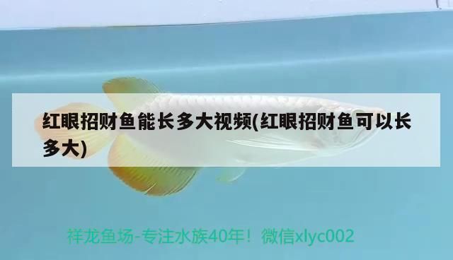 紅眼招財龍魚能長多大（紅眼招財龍魚的成長潛力） 紅眼招財龍魚能長多大（紅眼招財龍魚的成長潛力） 龍魚百科 第2張