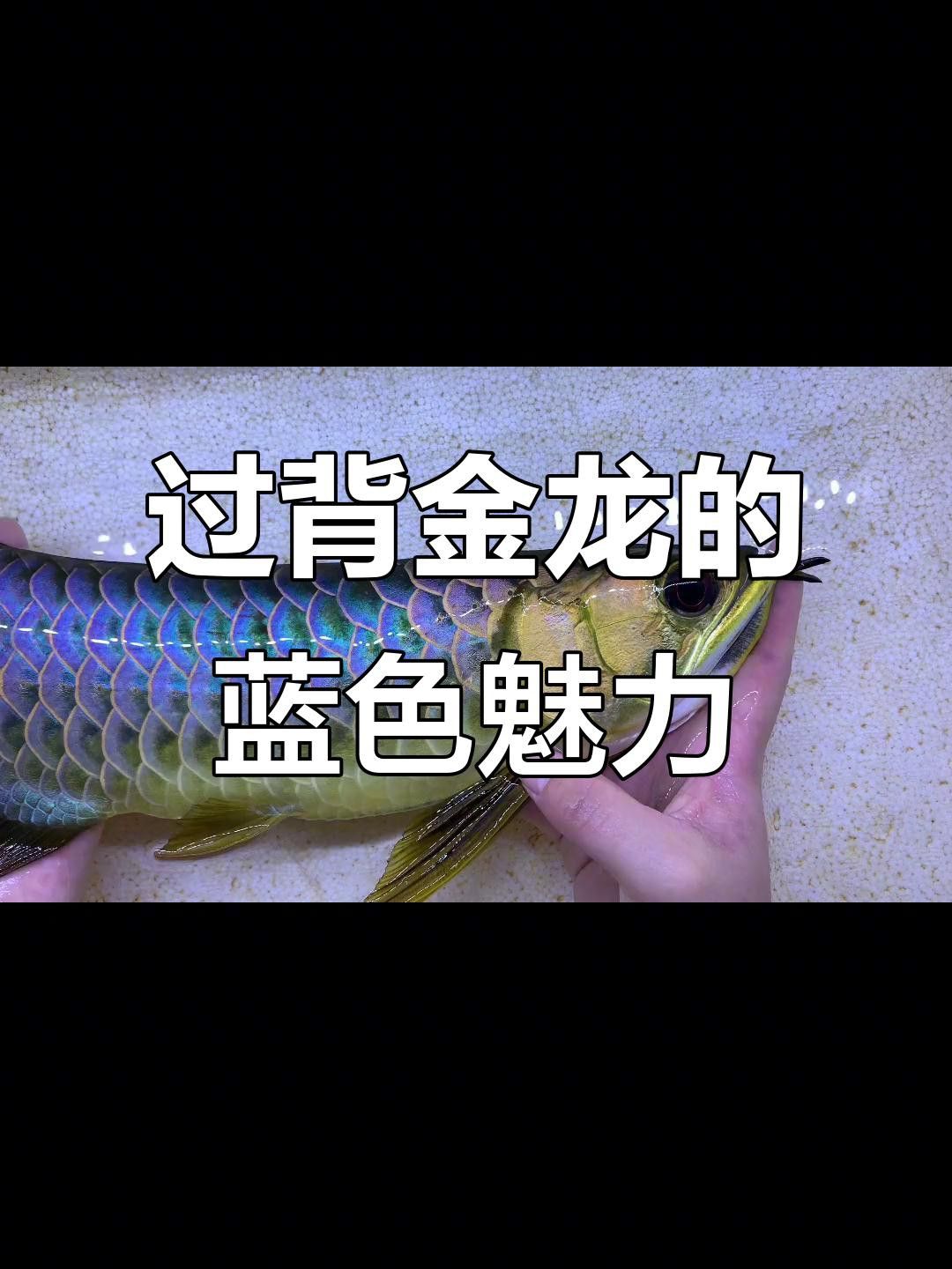 如何區分藍底過背金龍魚的品種？