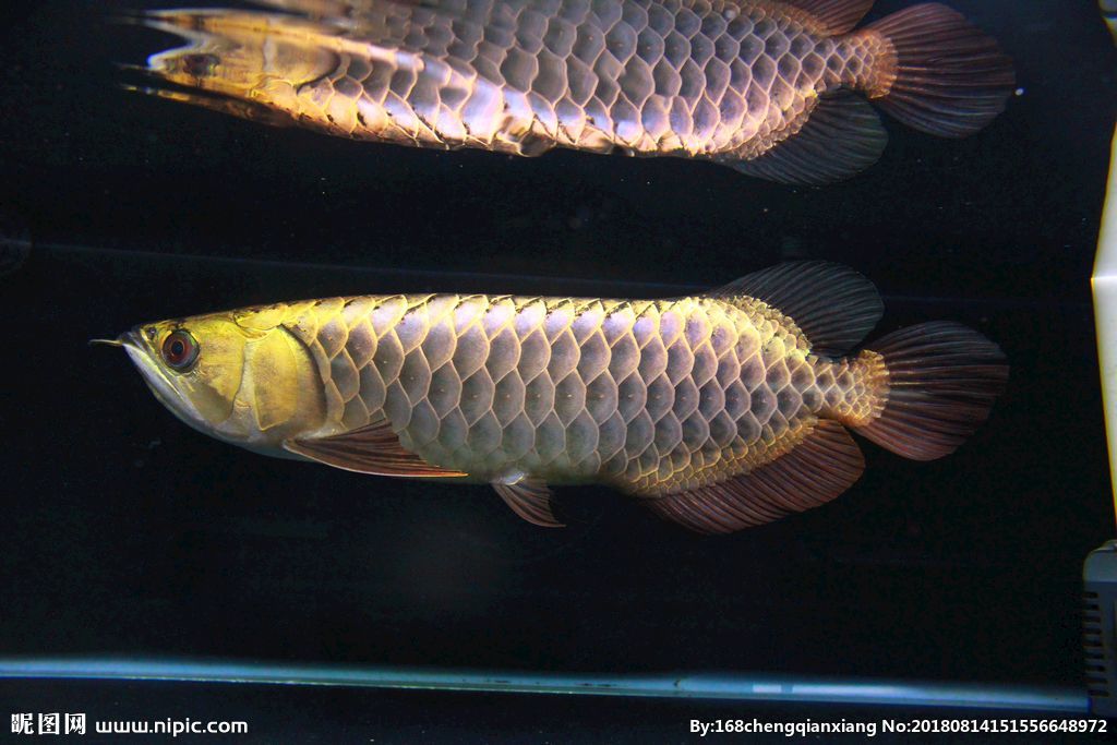 龍魚在魚缸里會長大嗎?(龍魚在魚缸里會長大嗎龍魚在魚缸里會長大嗎) 龍魚百科 第3張 龍魚在魚缸里會長大嗎?(龍魚在魚缸里會長大嗎龍魚在魚缸里會長大嗎) 龍魚在魚缸里會長大嗎?(龍魚在魚缸里會長大嗎龍魚在魚缸里會長大嗎) 龍魚百科 第3張