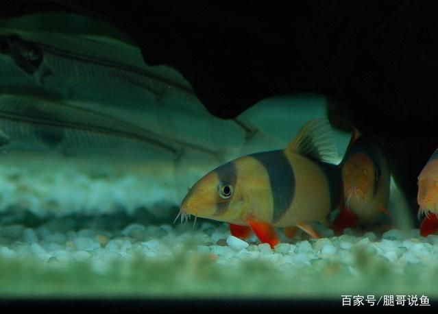 龍魚在魚缸里會長大嗎?(龍魚在魚缸里會長大嗎龍魚在魚缸里會長大嗎) 龍魚百科 第5張 龍魚在魚缸里會長大嗎?(龍魚在魚缸里會長大嗎龍魚在魚缸里會長大嗎) 龍魚在魚缸里會長大嗎?(龍魚在魚缸里會長大嗎龍魚在魚缸里會長大嗎) 龍魚百科 第5張