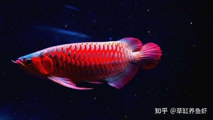 紅龍魚喂養(yǎng)方法和技巧（紅龍魚怎么養(yǎng)及喂養(yǎng)技巧紅龍魚的飼養(yǎng)方法和技巧）