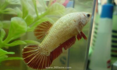 紅龍魚喂養(yǎng)方法和技巧（紅龍魚怎么養(yǎng)及喂養(yǎng)技巧紅龍魚的飼養(yǎng)方法和技巧）