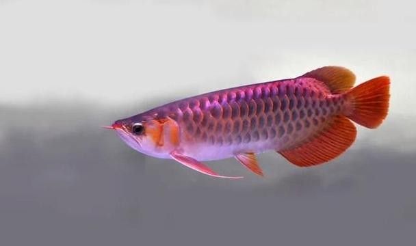 <strong><mark>香港</mark></strong>龍魚(yú)價(jià)格行情最新消息