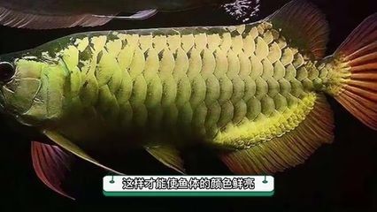 金龍魚淡水還是海水：金龍魚是海水魚還是淡水魚還是海水魚還是海水魚 金龍魚淡水還是海水：金龍魚是海水魚還是淡水魚還是海水魚還是海水魚 龍魚百科 第2張