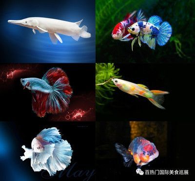 金龍魚淡水還是海水：金龍魚是海水魚還是淡水魚還是海水魚還是海水魚 金龍魚淡水還是海水：金龍魚是海水魚還是淡水魚還是海水魚還是海水魚 龍魚百科 第7張